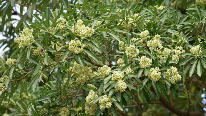 Hoa đặc trưng cho tháng 11